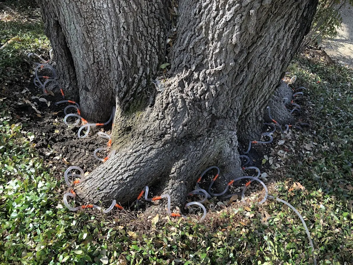 Detailed Tree Cabling and Bracing job site in Artemas
