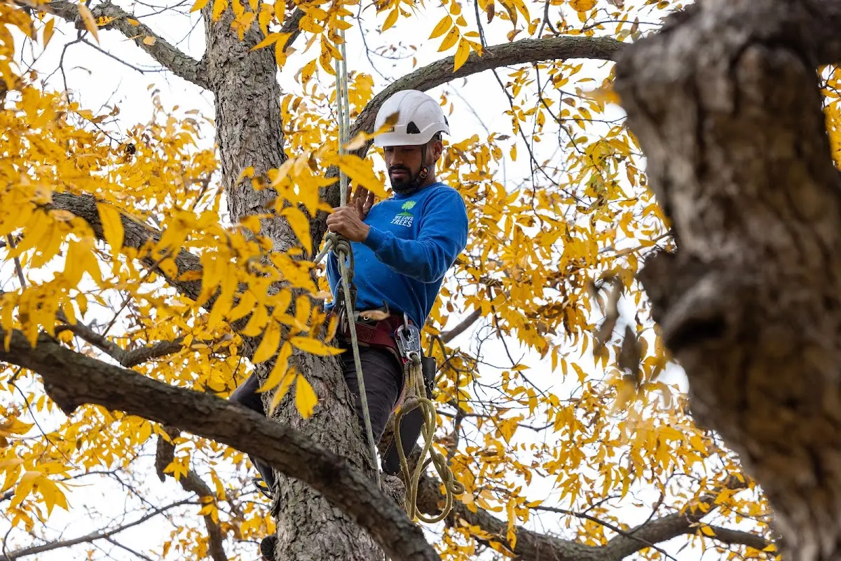 Skilled Tree Pruning crew working in Artemas